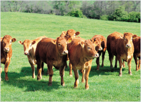 축산과 관련 이미지 입니다.