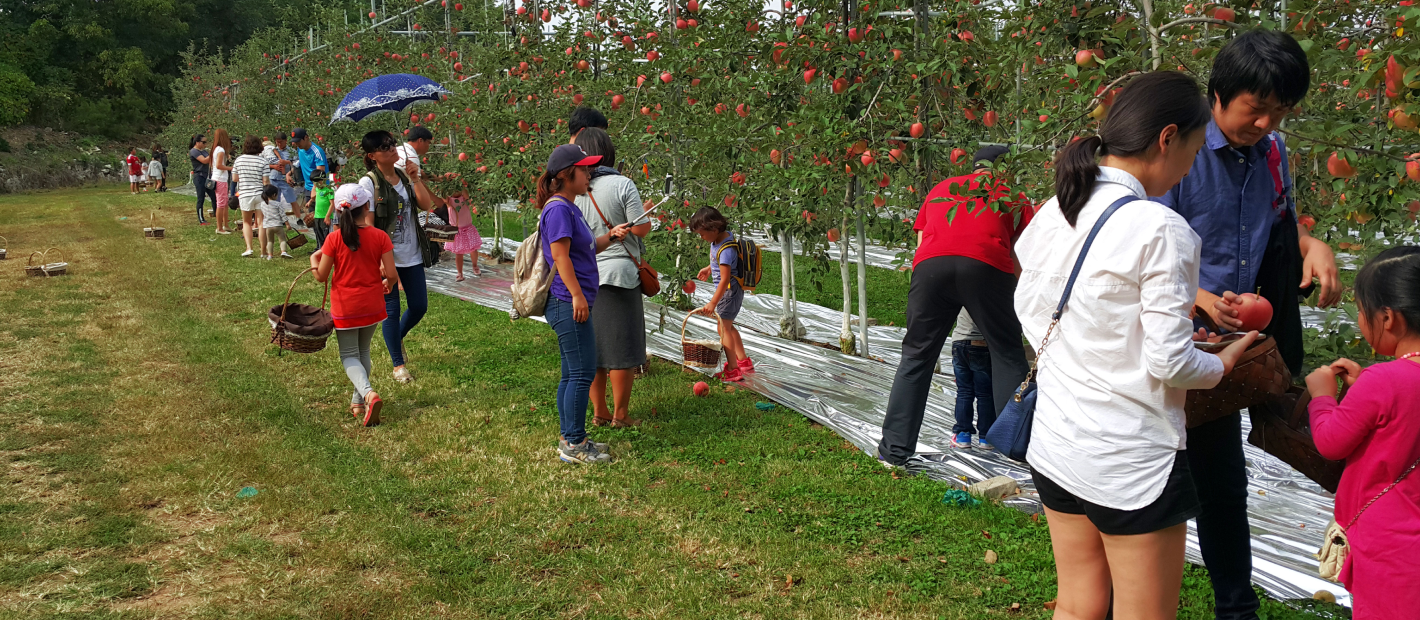 사과 따기 체험
