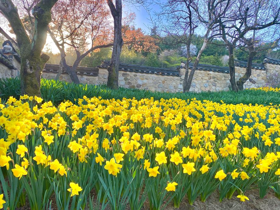 예산군 추사고택, 만개한 수선화 속 상춘객 맞이(‘충남·예산 방문의 해’ 반드시 방문해야 할 명소!) 이미지