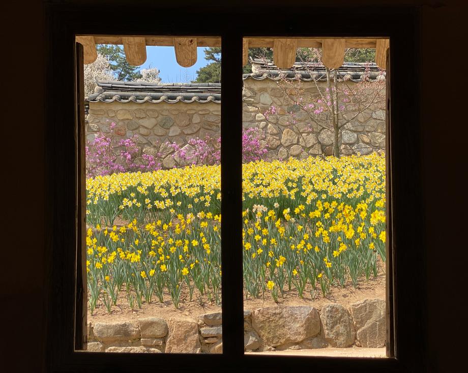 예산군 추사고택, 수선화 개화 시작… 추사가 사랑한 봄 풍경 절정 기대 이미지