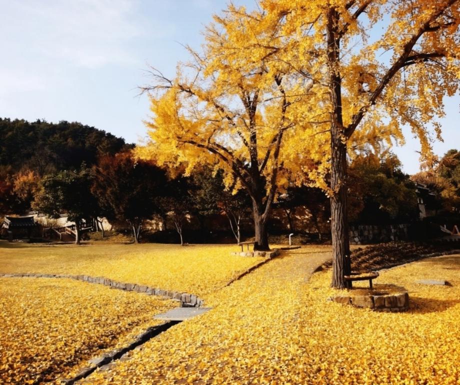 가을빛 물든 추사고택 이미지