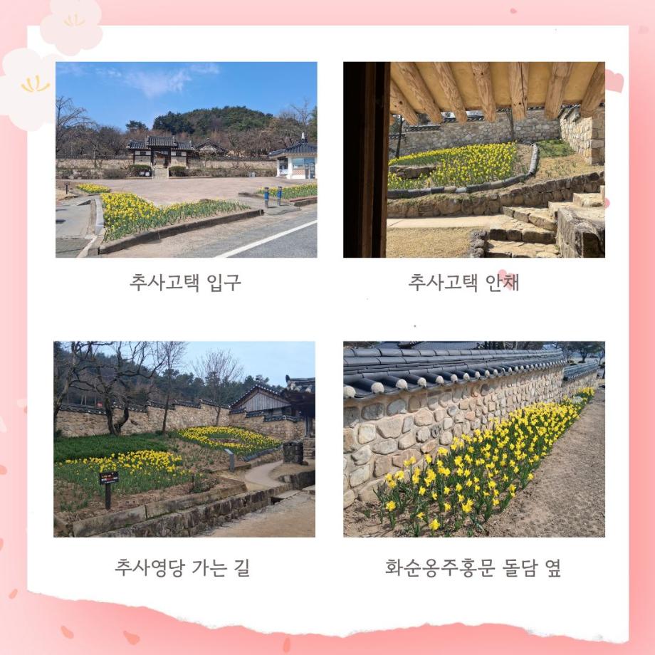 추사가 사랑한 꽃, 수선화를 아시나요? 이미지