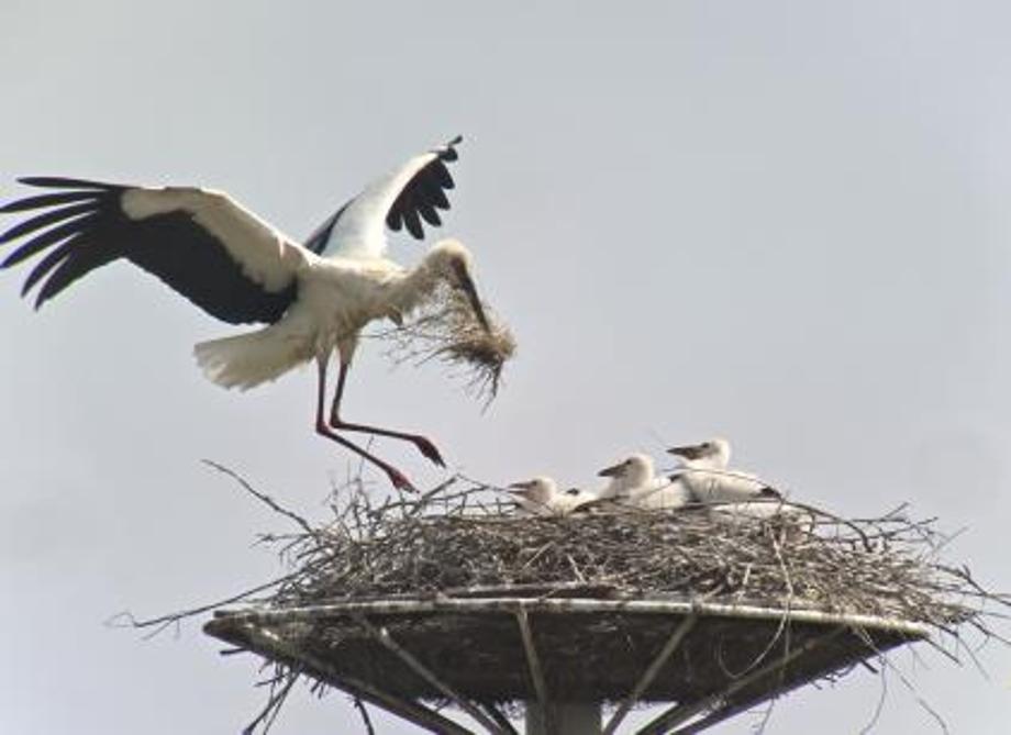 황새둥지 이미지