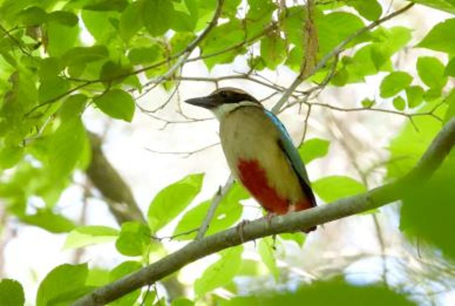 백월산 팔색조(천연기념물, 멸종위기 야생생물2급) 이미지