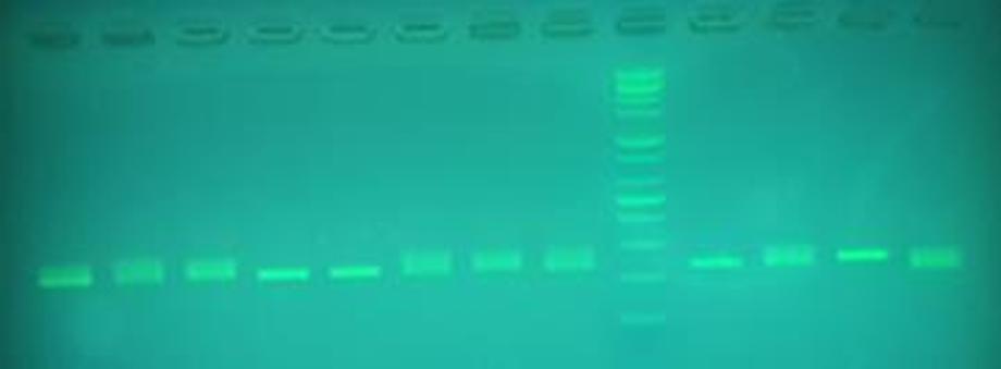 황새 개체의 유전자 표식 분석모습 (2) 이미지