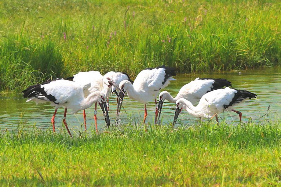 예산황새공원의 황새 이미지