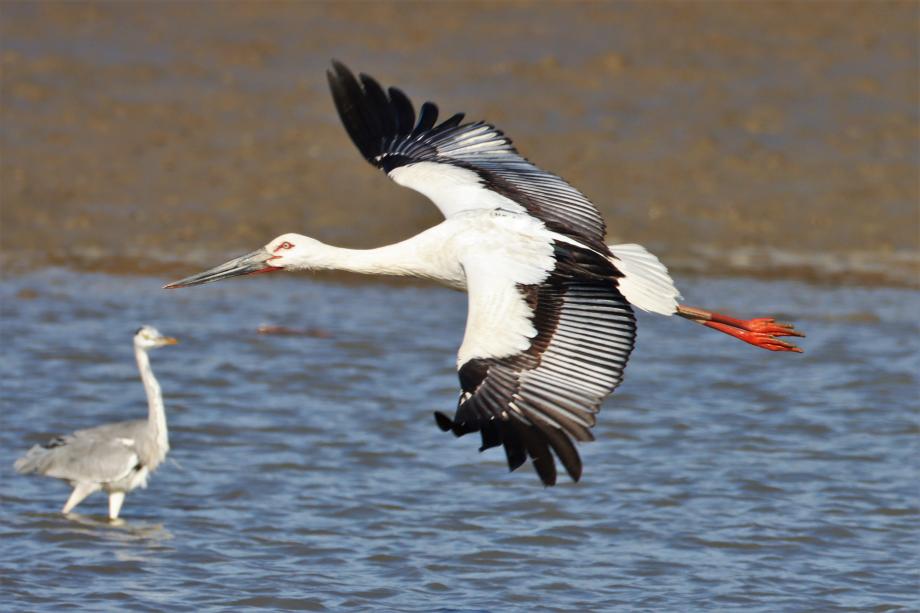 황새사진 이미지