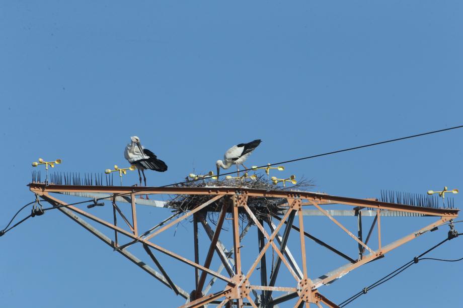 황새와 송전탑 이미지