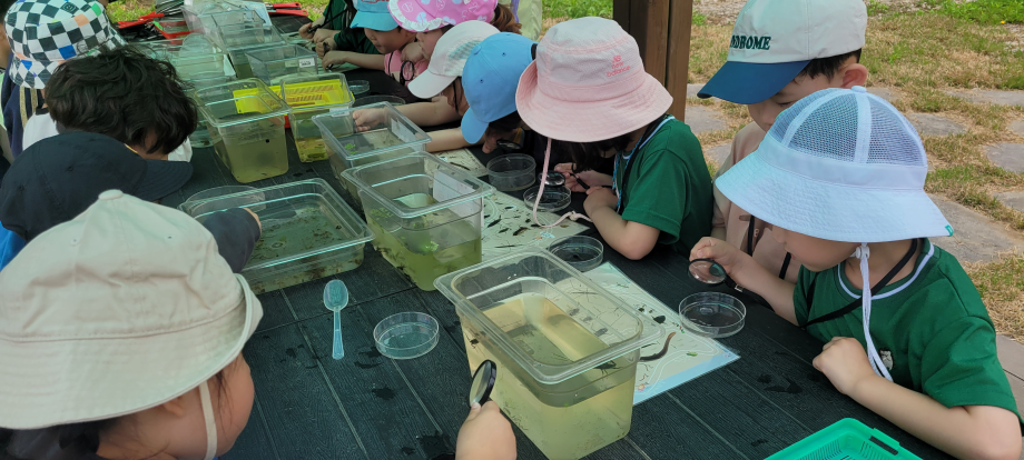 수서곤충 관찰 이미지