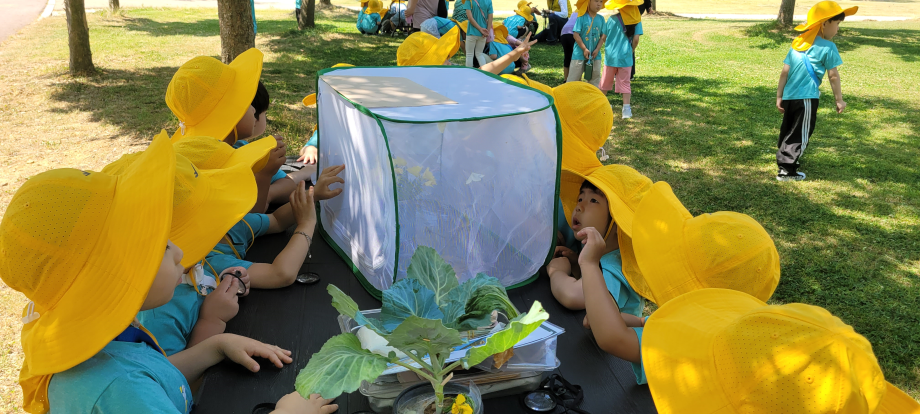 나비 애벌레 관찰 이미지