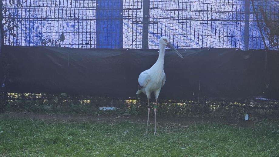 일본 황새(암컷) 이미지