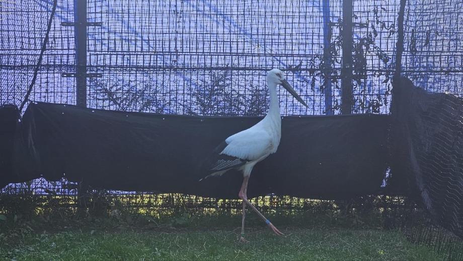 일본 황새(수컷) 이미지