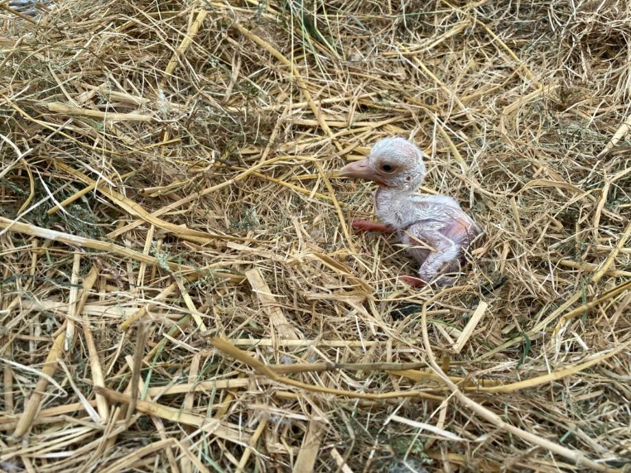 일본에서 부화한 황새 이미지