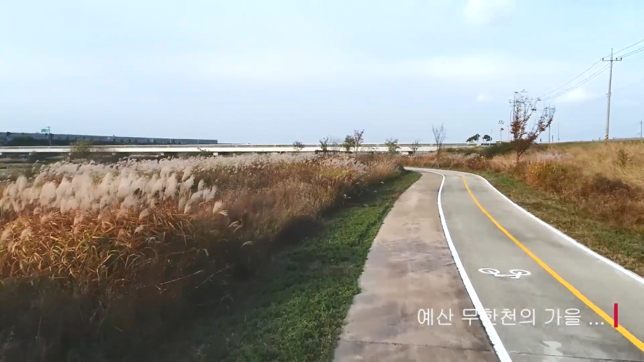 무한천 갈대밭 영상 이미지