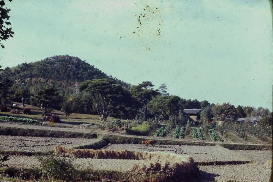 추사고택 정화사업(1976) 이전 추사고택 이미지