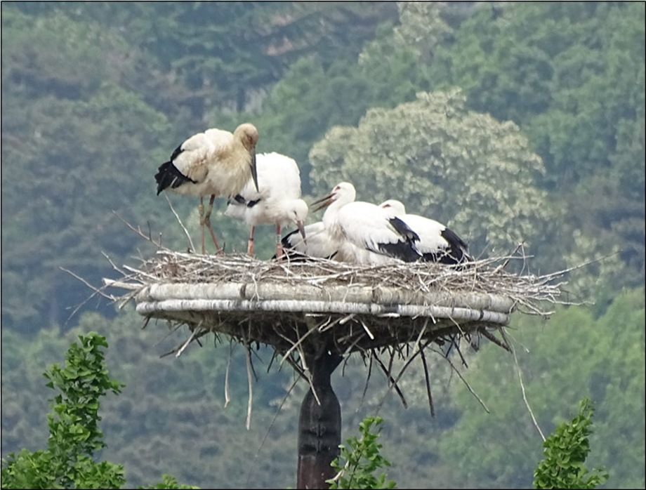 광시면 장전리 둥지탑의 황새 가족(왼쪽 갈색빛 엄마 황새(승황)) 이미지