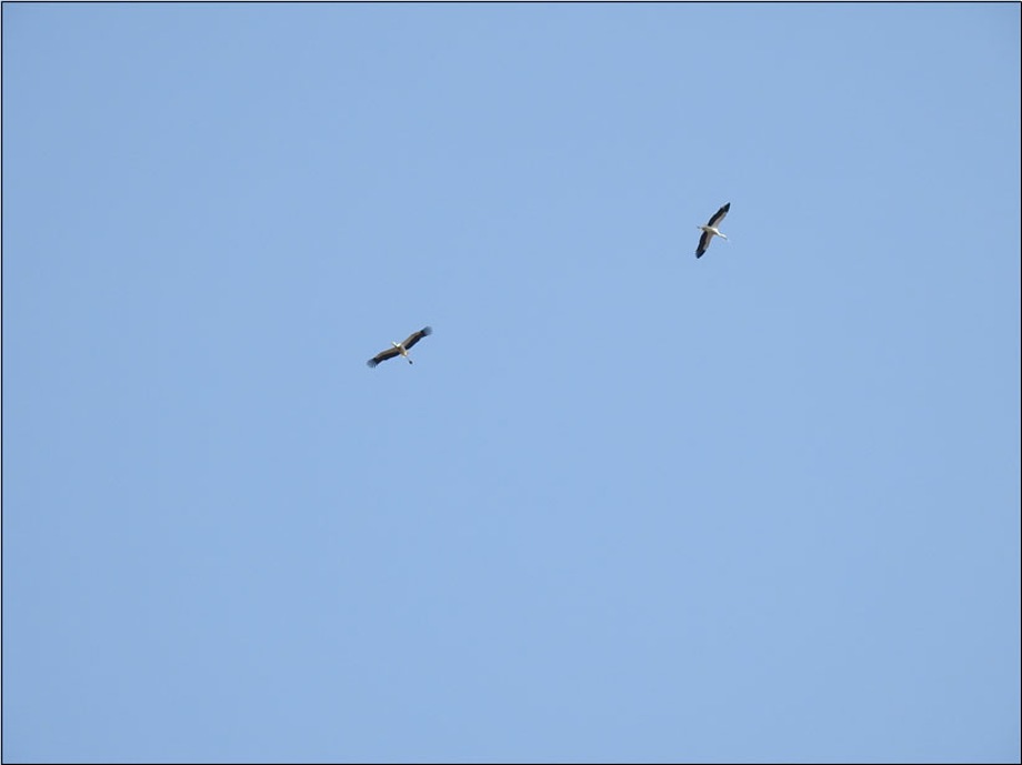 따뜻한 상승기류를 타고 활공하는 황새들 이미지