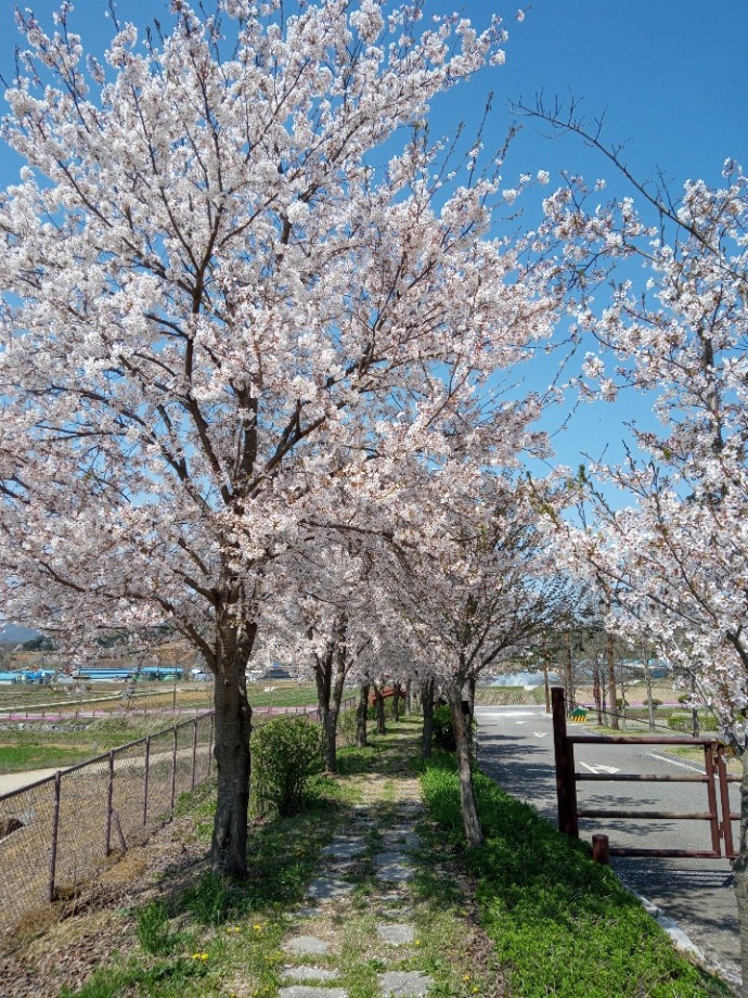 예산황새공원의 봄 꽃(3) 이미지
