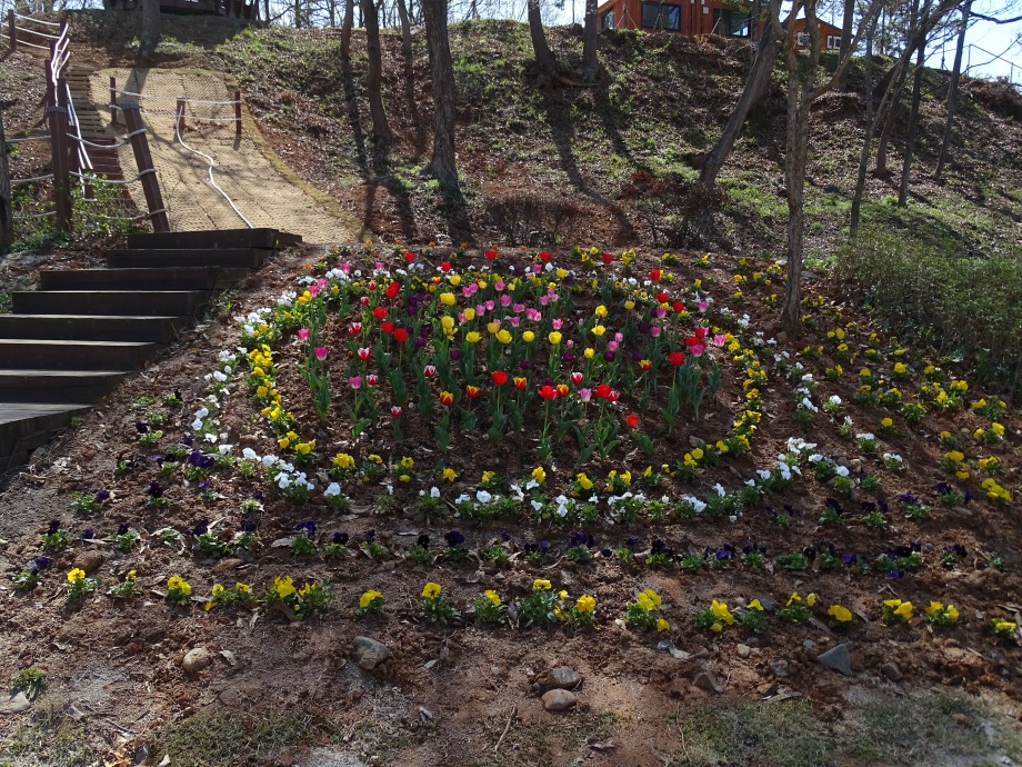 예산황새공원의 봄 꽃(2) 이미지