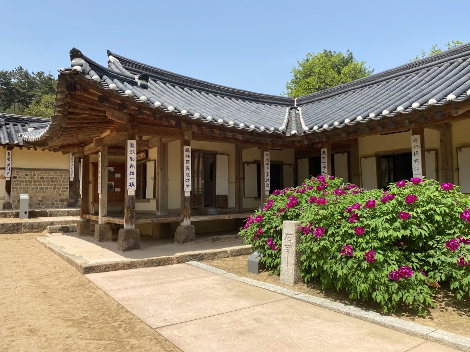 추사고택의 봄(목단) 이미지