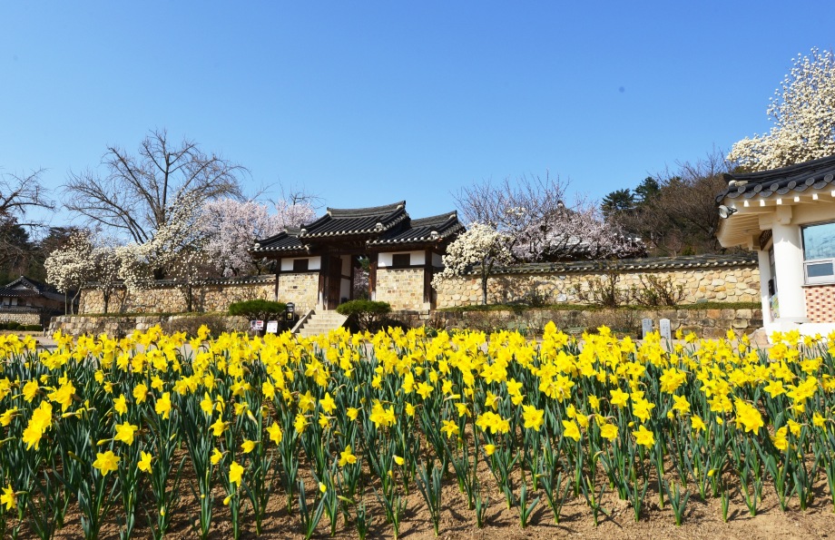 추사고택 수선화 전경(2023. 3. 26.) 이미지