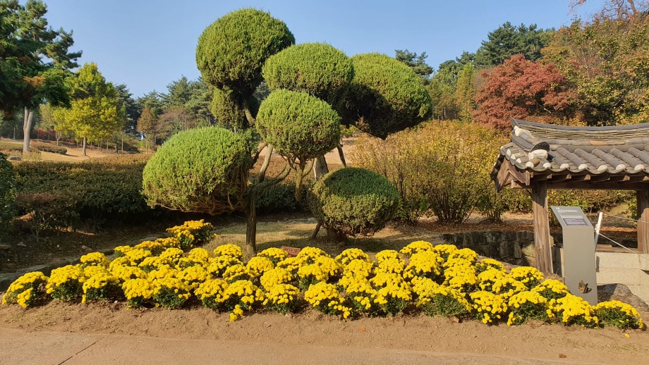 예산군 관광시설사업소, 가을 국화로 새단장한 추사고택 놀러오세요! 이미지