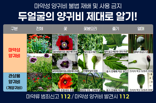 마약성 양귀비 불법 재배 및 사용 금지
두얼굴의 양귀비 제대로 알기!
구분
전체
꽃
꽃봉오리
줄기
열매
마약성 양귀비
관상용 양귀비 (개양귀비)
검은반점이있는붉은색이주류
털이 없고 매끈
털이 없고 매끈한 것이 주류
열매가 둥글고 큼
보라색반점이있는분홍색이주류
전체에 털이 있음
줄기 전체에 작은 털
크기가 작고 도토리 모양
진한 주황색이 주류
꽃받침 2장, 전체에 털
줄기 전체에 작은 털
크기가 작고 도토리 모양
마약류 범죄신고 112 / 마약성 양귀비 발견시 112