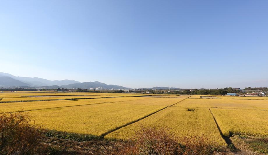 삽교평야1