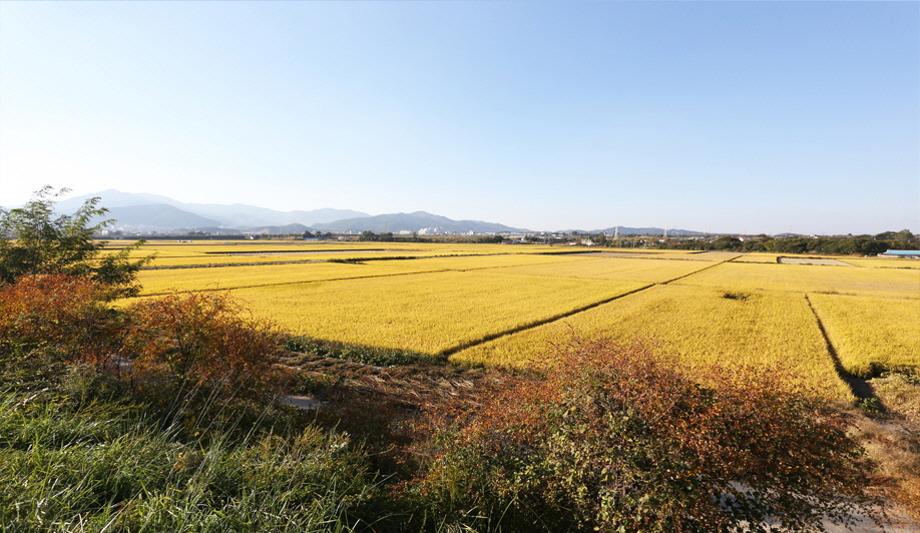 삽교평야10