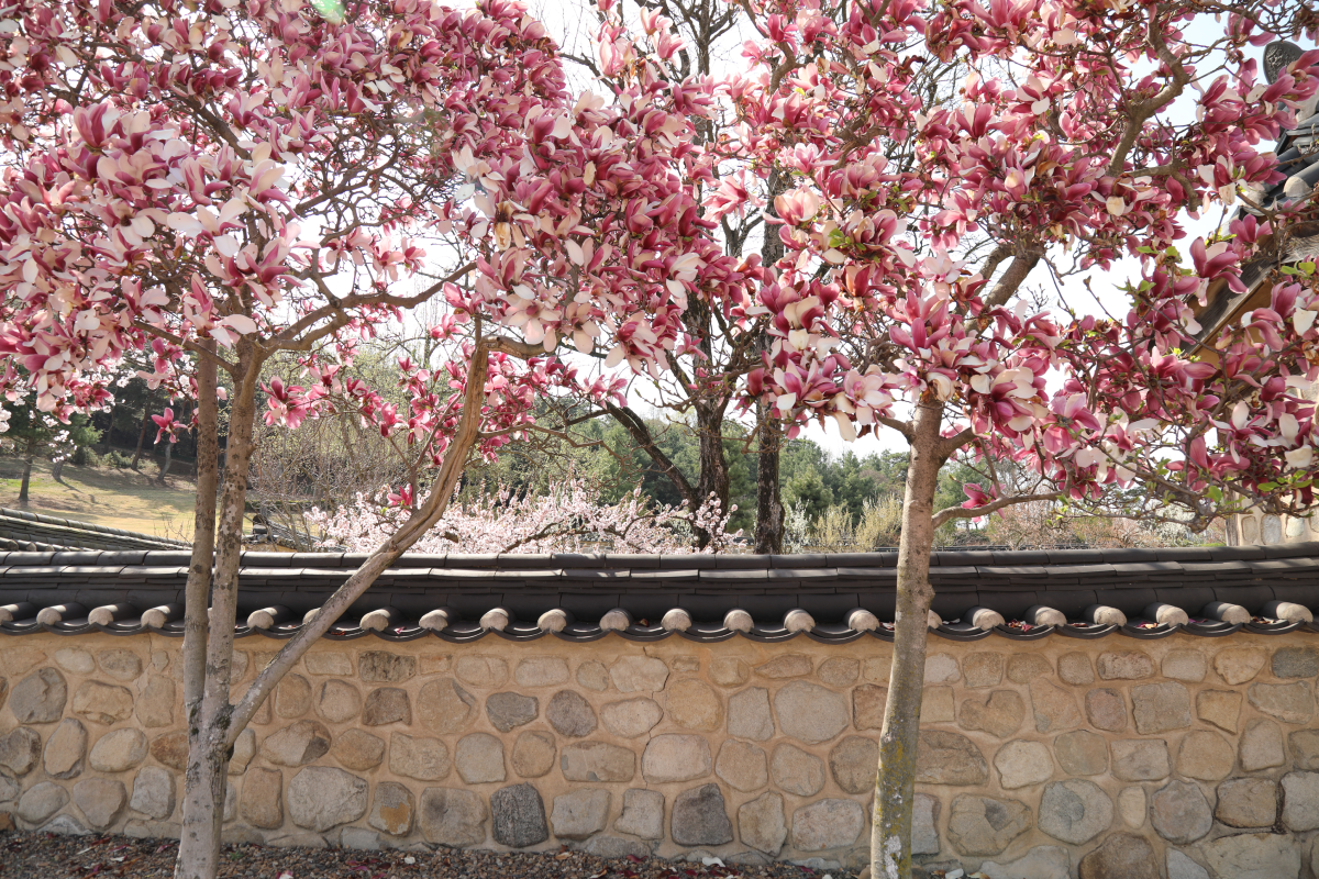 추사고택 이미지02