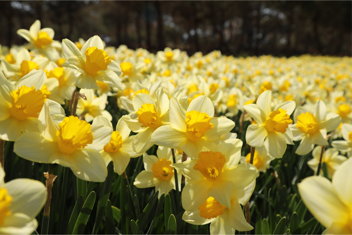 추사고택 이미지05