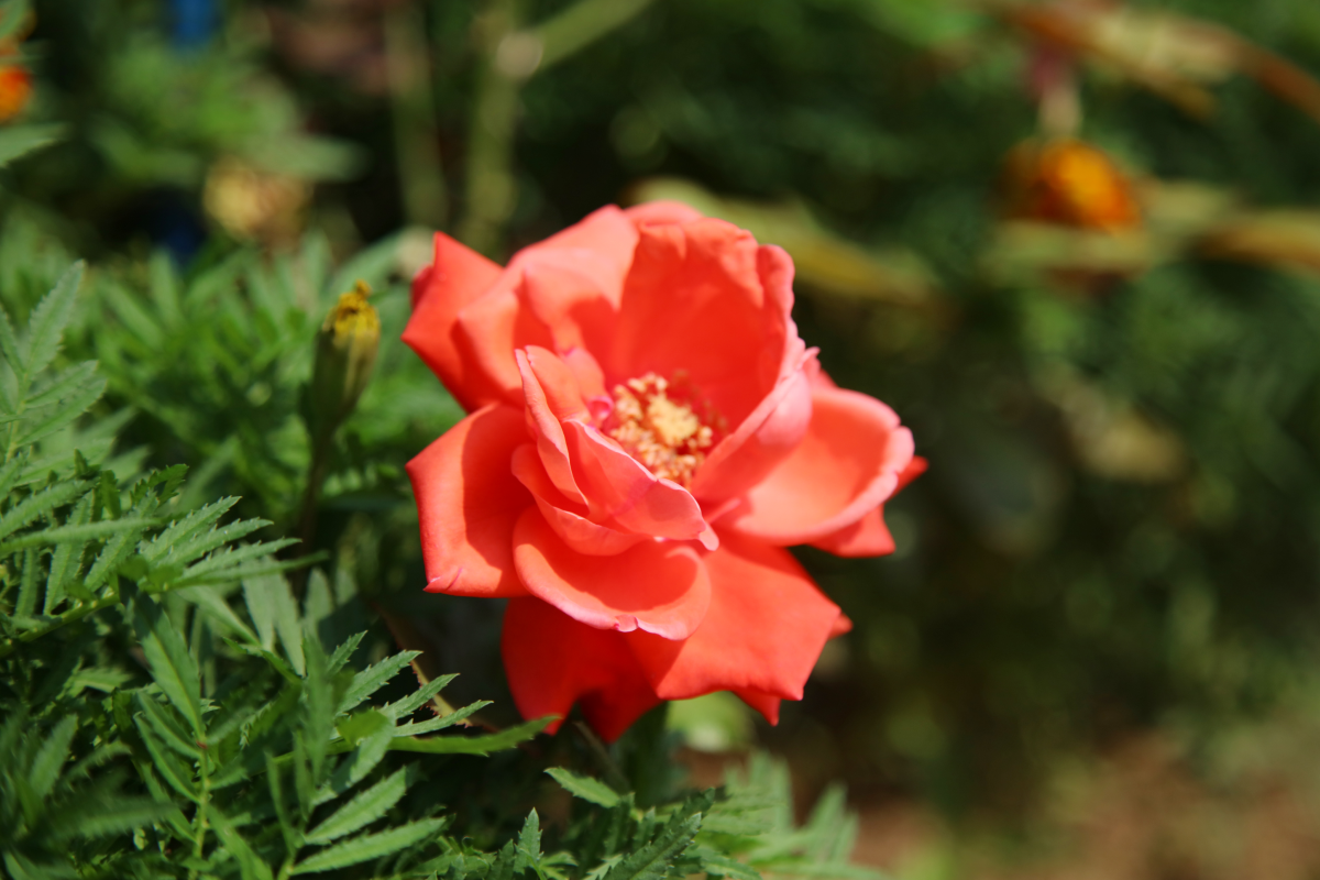 아그로랜드 태신목장 이미지03