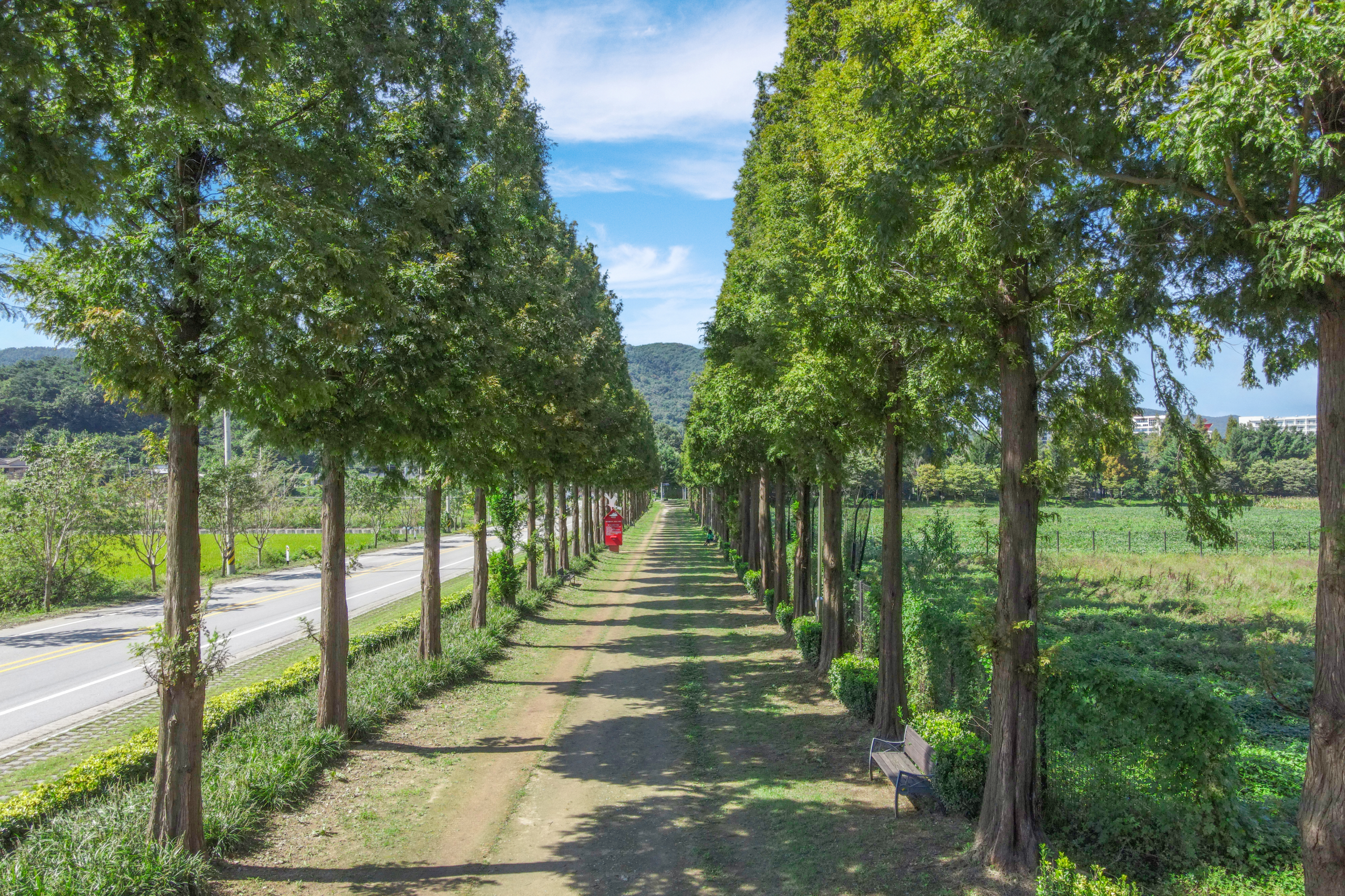메타세콰이아길 이미지01