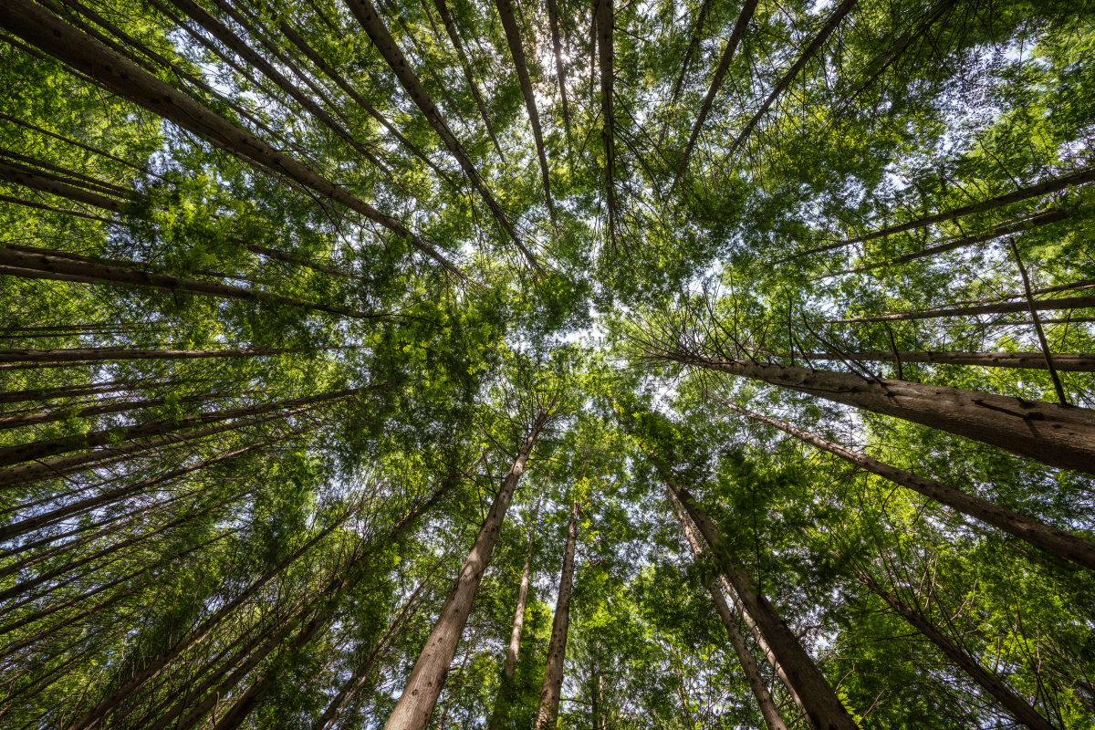 메타세콰이아길 이미지02