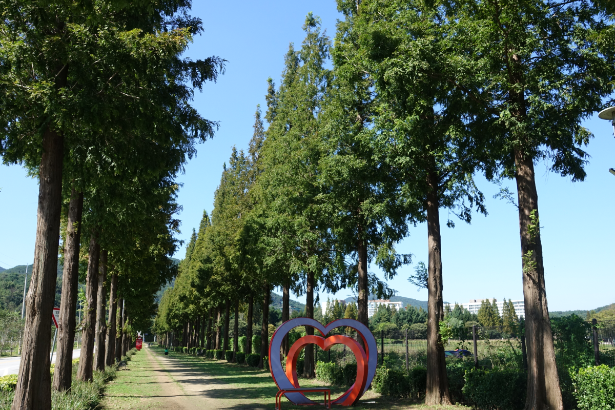 메타세콰이아길 이미지03