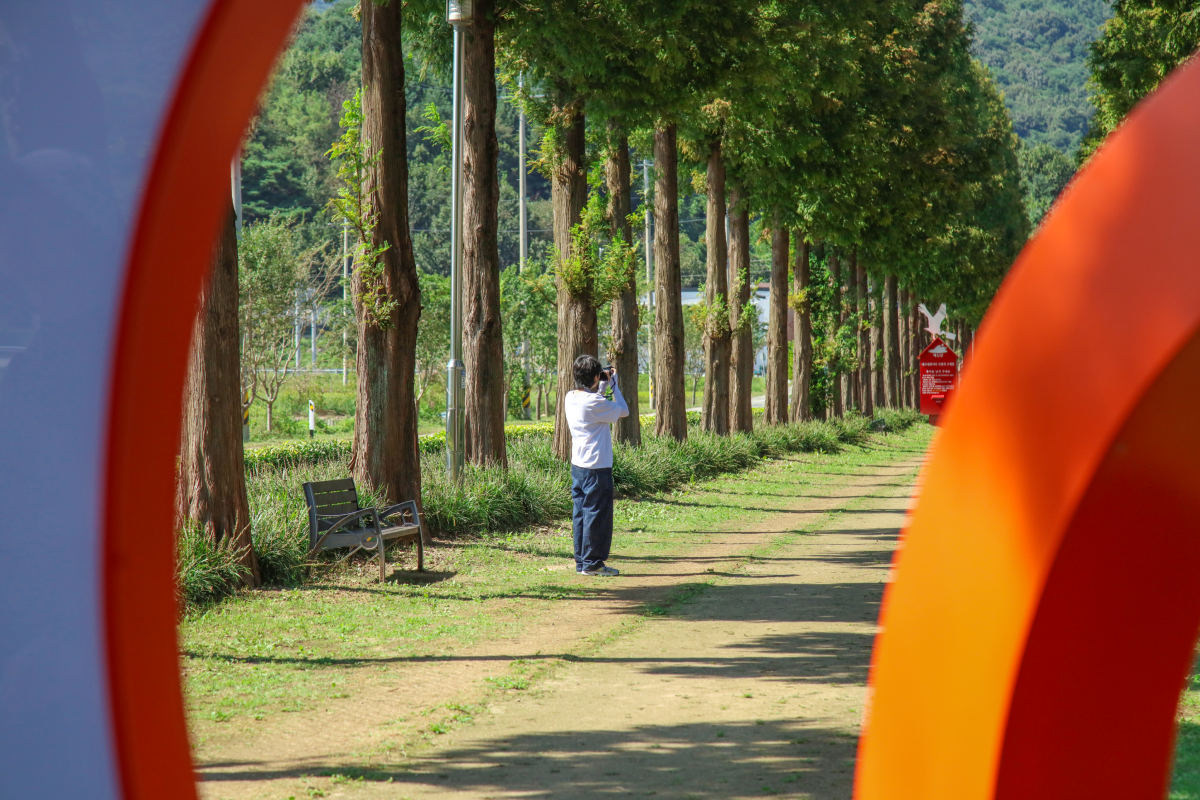 메타세콰이아길 이미지05