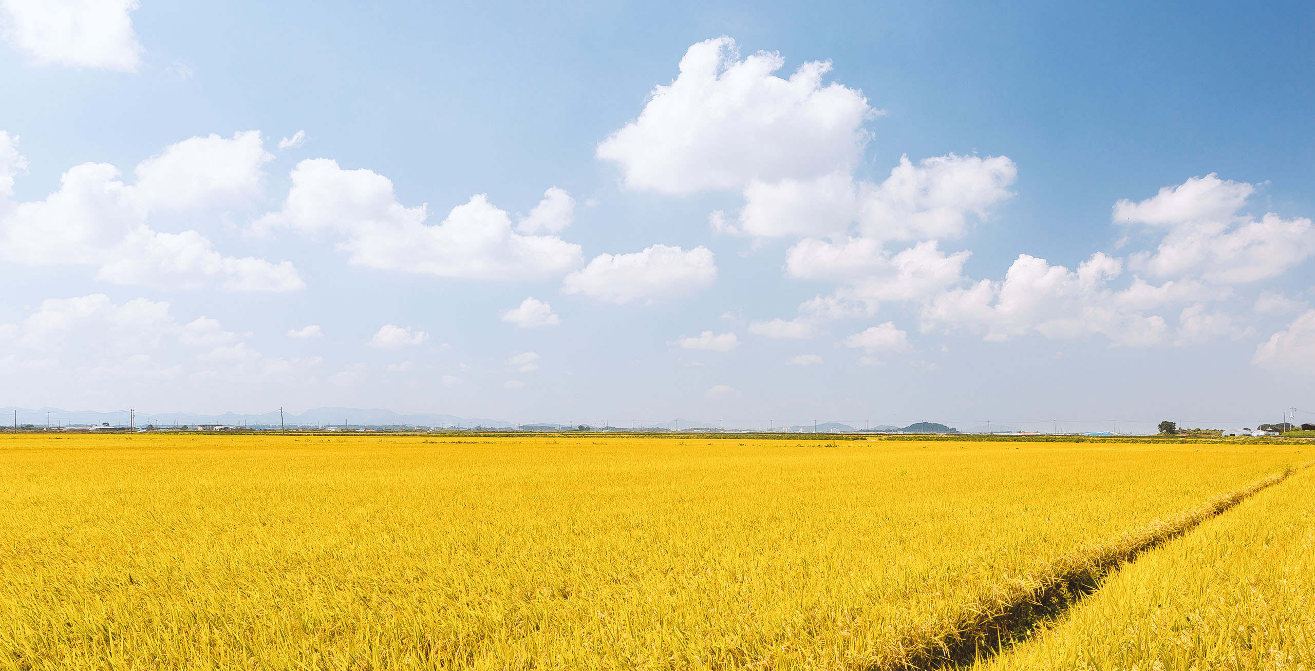 제6경 삽교평야