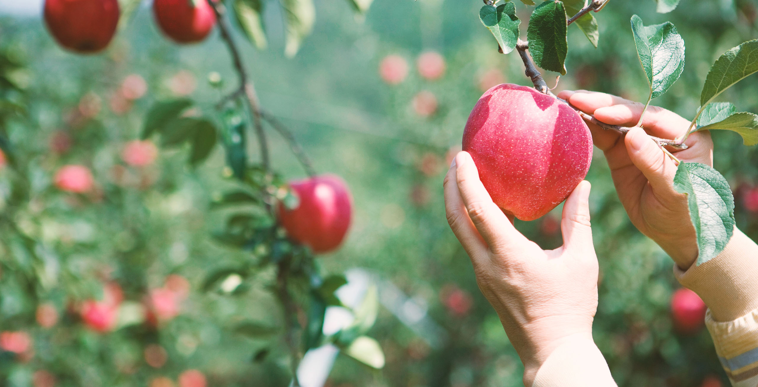 제8경 예산사과