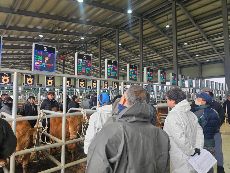 예산군, 설 명절 앞두고 송아지 경매시장 현장 점검