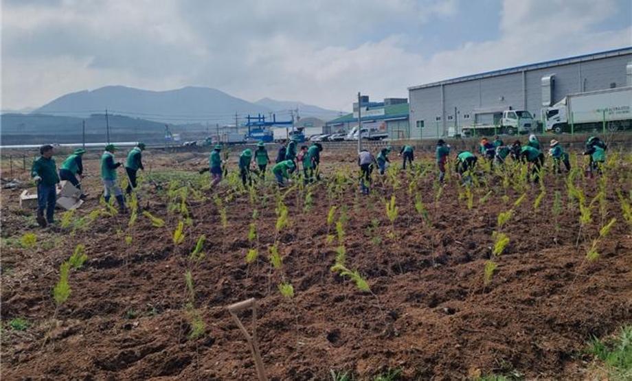 예산읍 궁평리 소나무 식재 활동 모습 이미지