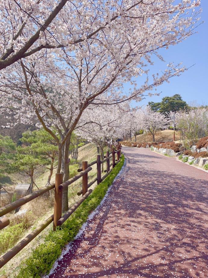 봉수산수목원 벚꽃 모습 이미지
