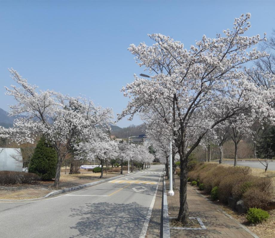 국립공주대 예산캠퍼스 벚꽃 사진 이미지