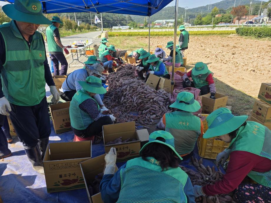9.봉산면 새마을회 행복나눔 고구마 수확 행사 모습 (2) 이미지