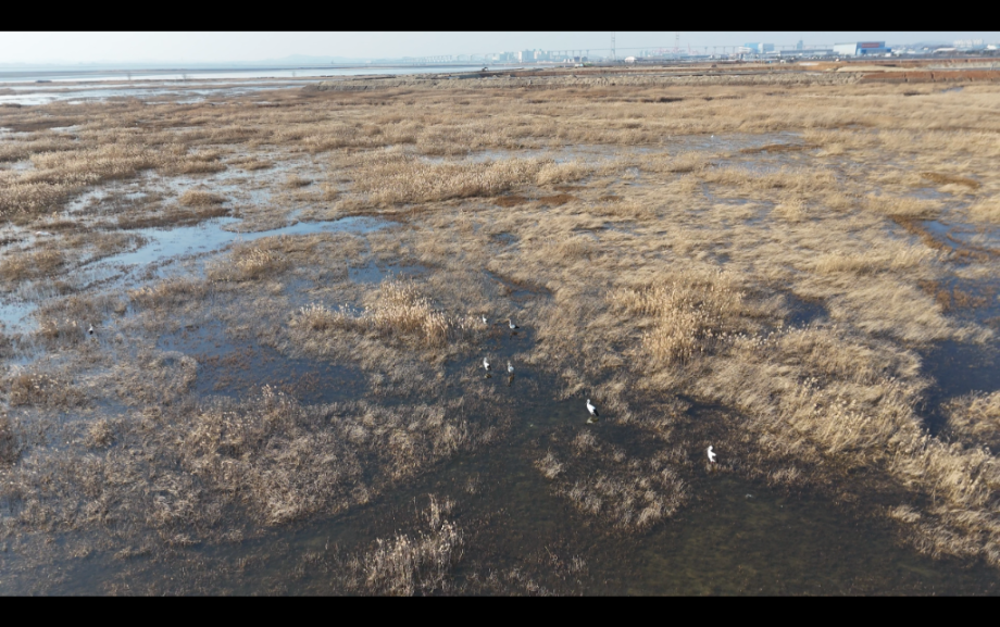 [2025. 1. 1. ~ 1. 7.] 야생 황새 사진 이미지