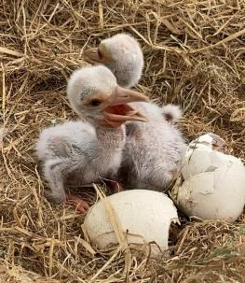 예산군, 일본 도요오카시와 황새 교류 성과… 국제적 황새 생태 거점으로 부상 이미지