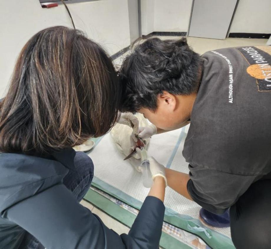 예산군, 야생에서 구조된 황새 45일 만에 ‘K87’ 이름 달고 비상하다! 이미지