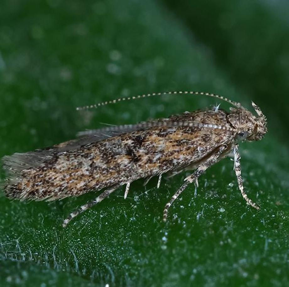 보도사진(예산군농업기술센터, 토마토뿔나방 사전 대응) 이미지
