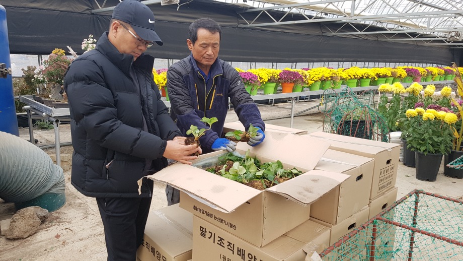 2018년산 딸기 조직배양 우량묘 분양 이미지