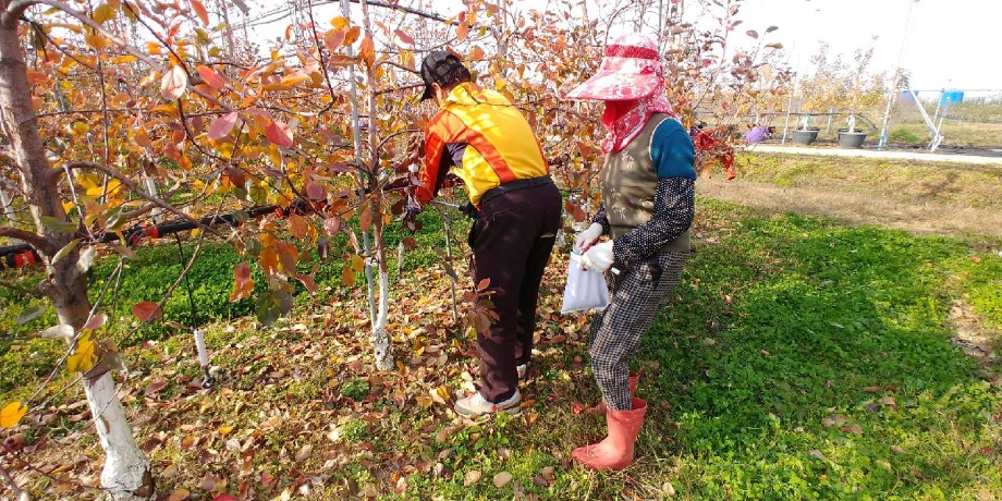 예산군농업기술센터 실증시험포 토양분석으로 내년 사과 시험재배 준비 시작 ! 이미지