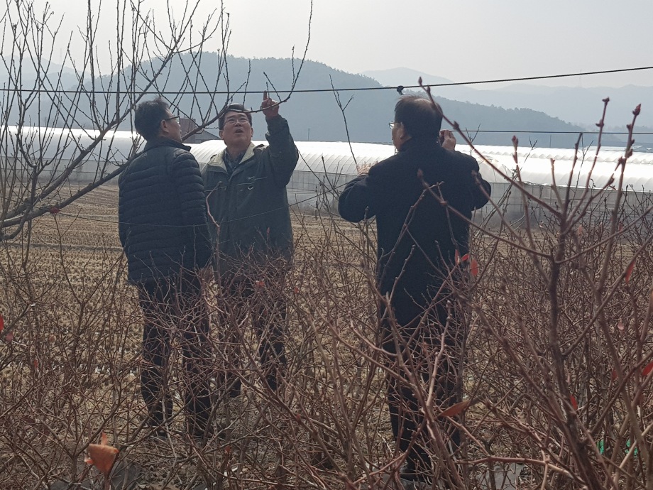 예산군농업기술센터, 돌발해충 월동난 예찰 조사 실시 이미지